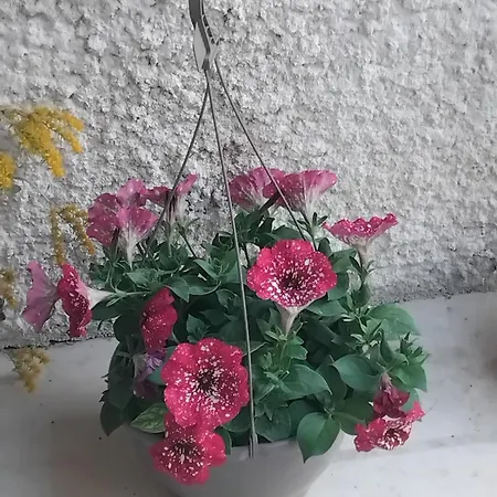 Immeuble Historique Au Pied Du Chateau De *